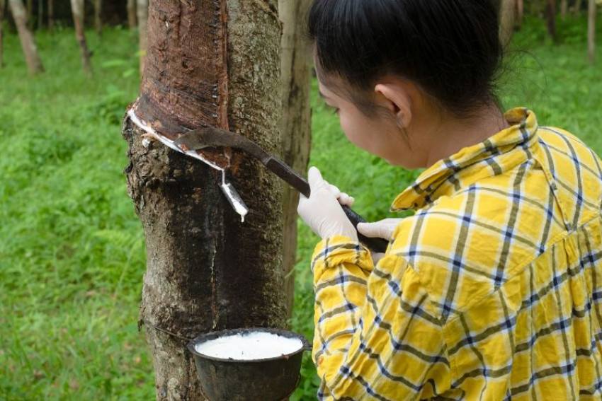 Foto ilustrasi petani karet. (ANTARA/HO-Koltiva)